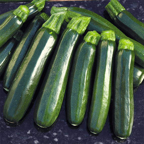 Squash Dark Green Zucchini Squash Agroduka Limited